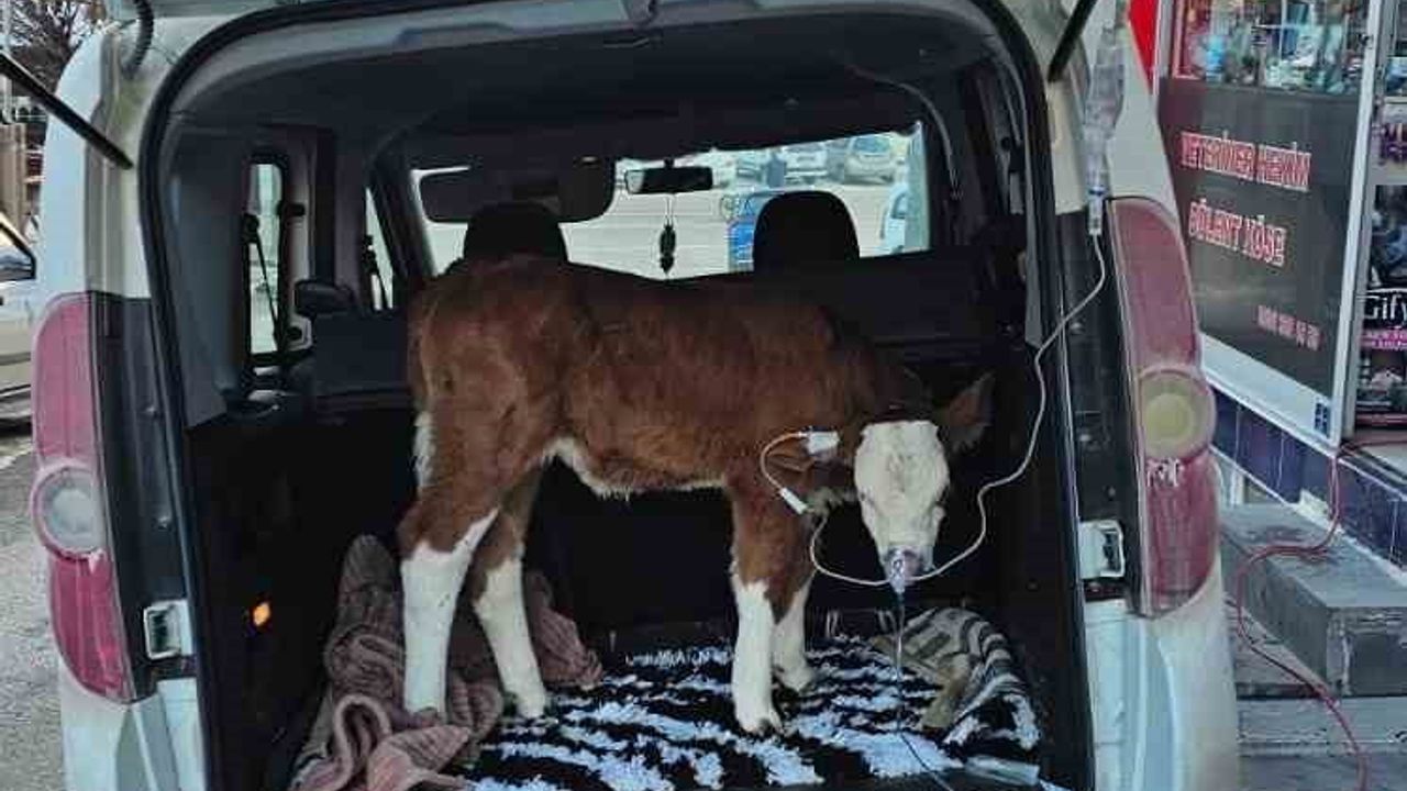 Sivas'ta Karbonmonoksit Zehirlenen 6 Günlük Buzağıya Bagajda Acil Müdahale