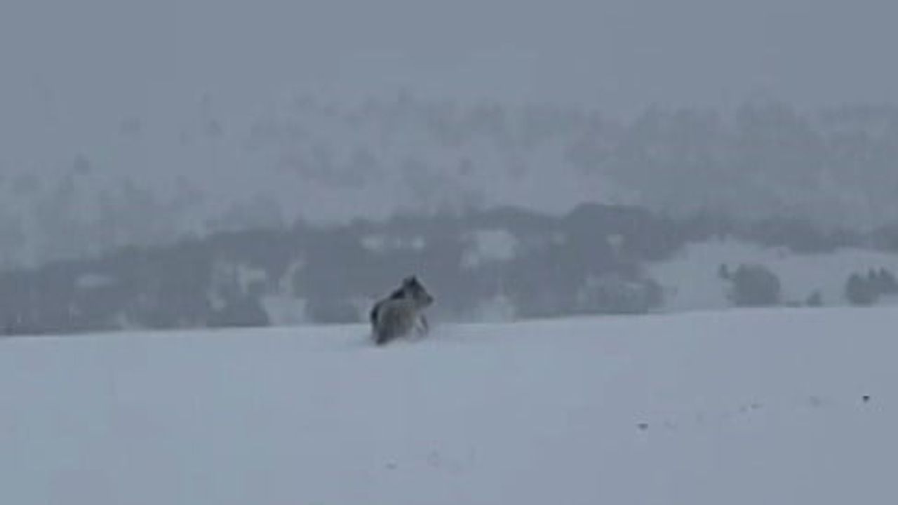 Sivas'ta kış uykusuna girmeyen ayı yol kenarında görüntülendi