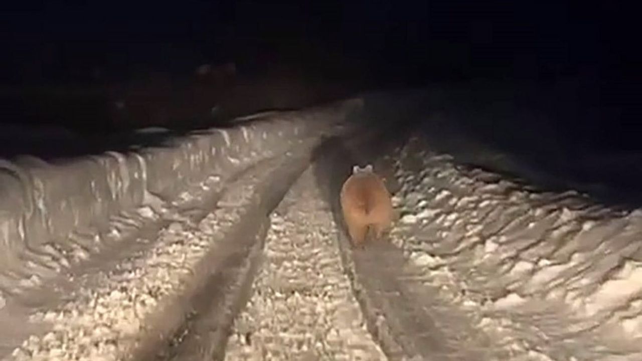 Sivas'ta Kış Uykusuna Yatmayan Ayı, Aşırı Kilosuyla Dikkat Çekti