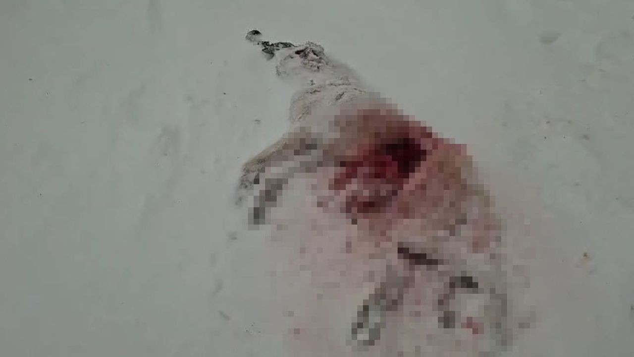 Sivas'ta Kurtlar Köye İndi: Kızılhüyük'te Köpekler Telef Oldu