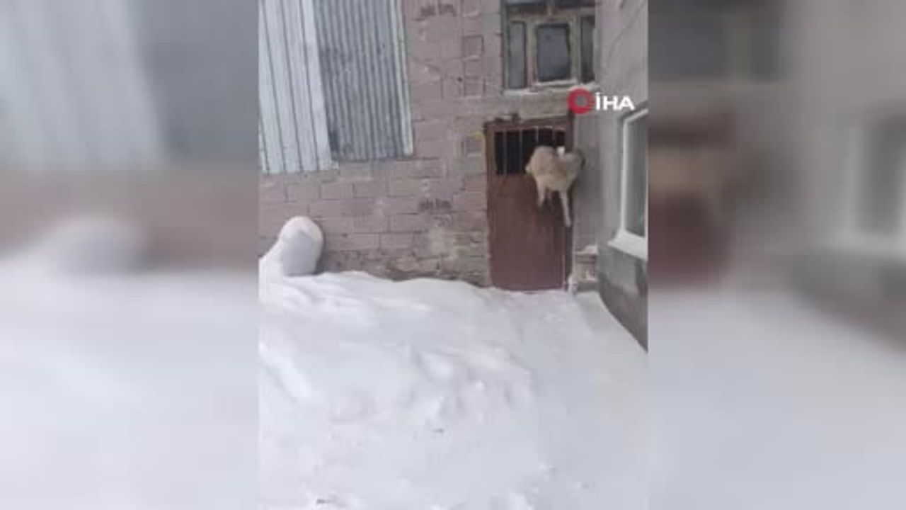 Sivas'ta Tipiden Kaçan Köpek Ahıra Sığındı, Kapıya Sıkıştı