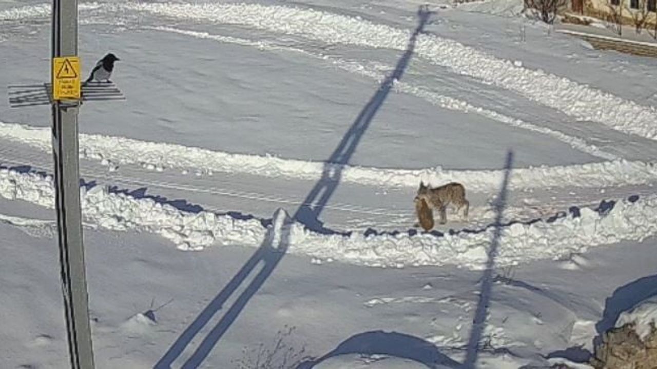 Sivas'ta Vaşak Yaban Tavşanını Avladı — O Anlar Kamerada