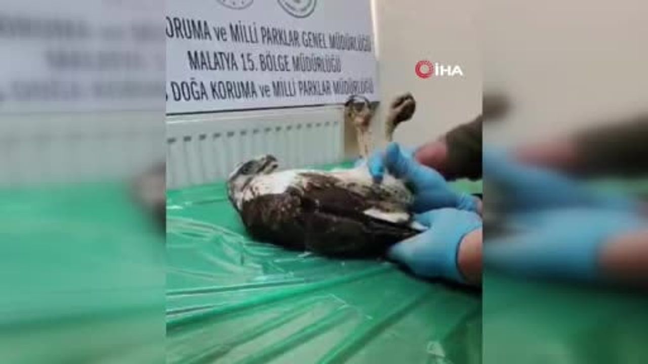 Sivas’ta Yaralı Bayağı Şahin Tedavi Edilip Doğaya Salındı