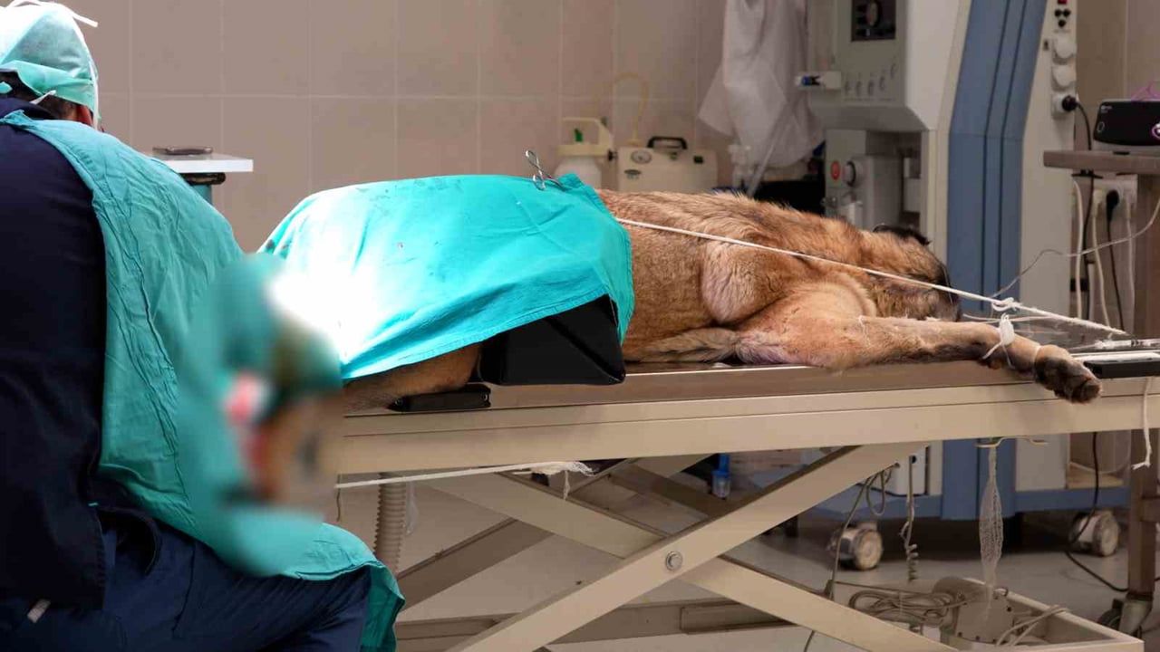 Sivas’ta Yeni Acil Klinik: Mesai Dışında da Kesintisiz Veteriner Hizmeti