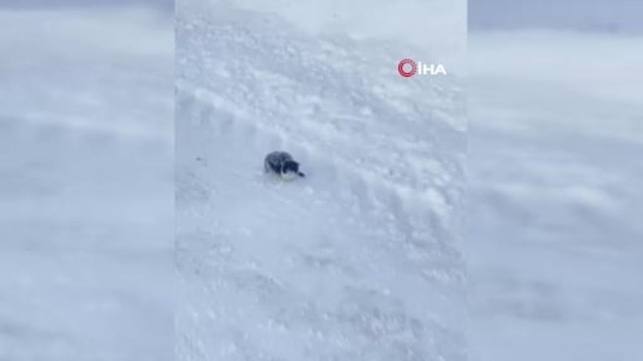 Sivas Ulaş'ta Donmak Üzere Olan Yavru Kedi Kurtarıldı