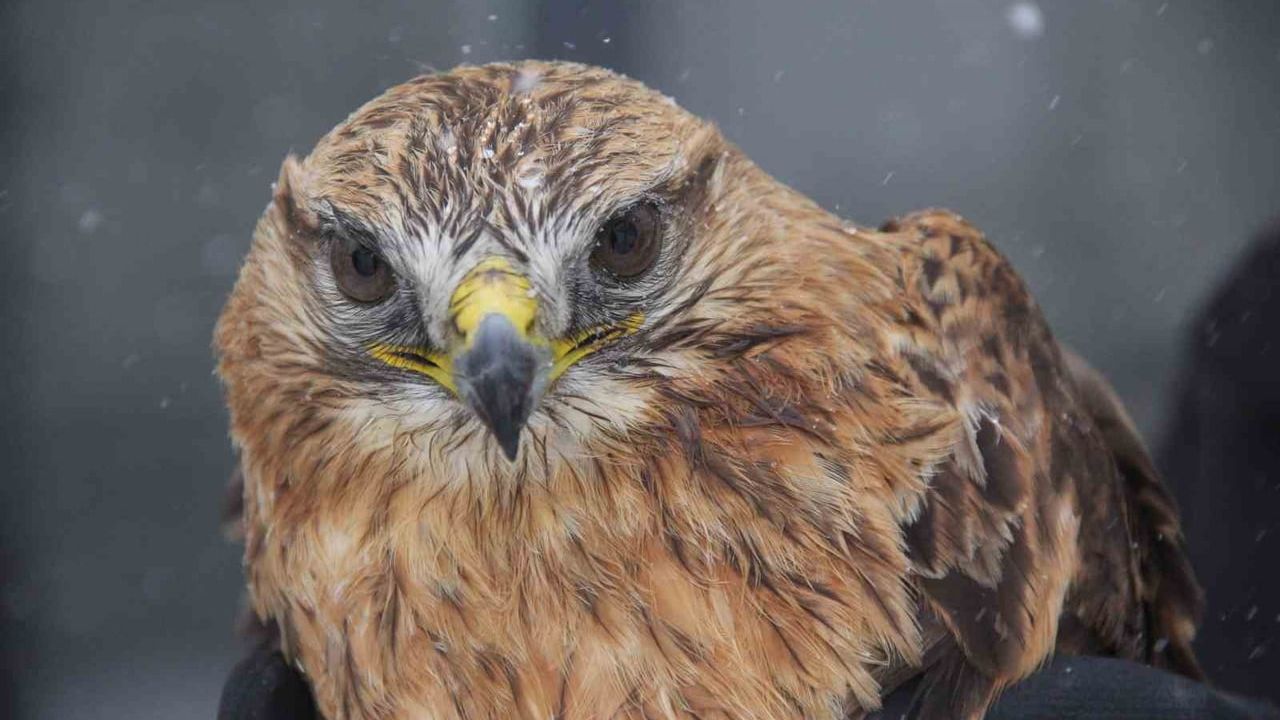 Sivas Zara'da Bitkin Halde Bulunan Kızıl Şahin Koruma Altına Alındı