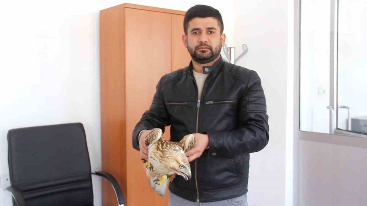 Sivas Zara'da Bitkin Kızıl Şahin Doğa Koruma'ya Teslim Edildi