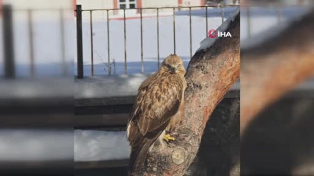 Sivas Zara'da Hareketsiz Kızıl Şahin Doğa Koruma Ekiplerine Teslim Edildi