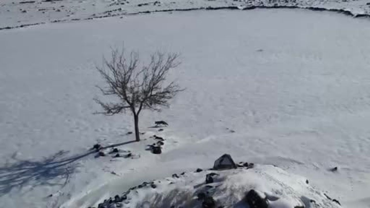 Siverek'te tilki ile dronun kar üstü eğlenceli kovalamacası