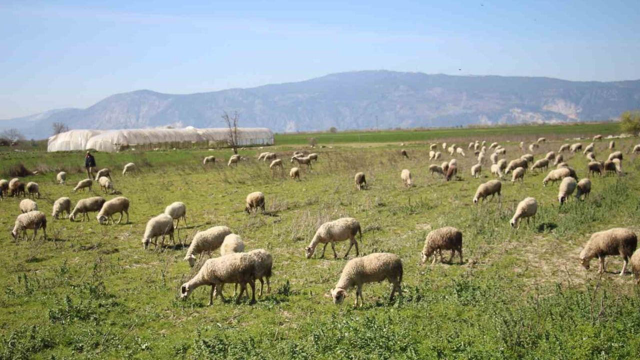 Söke'de Buzağı, Malak, Kuzu ve Oğlak Destekleme İcmalleri Askıda
