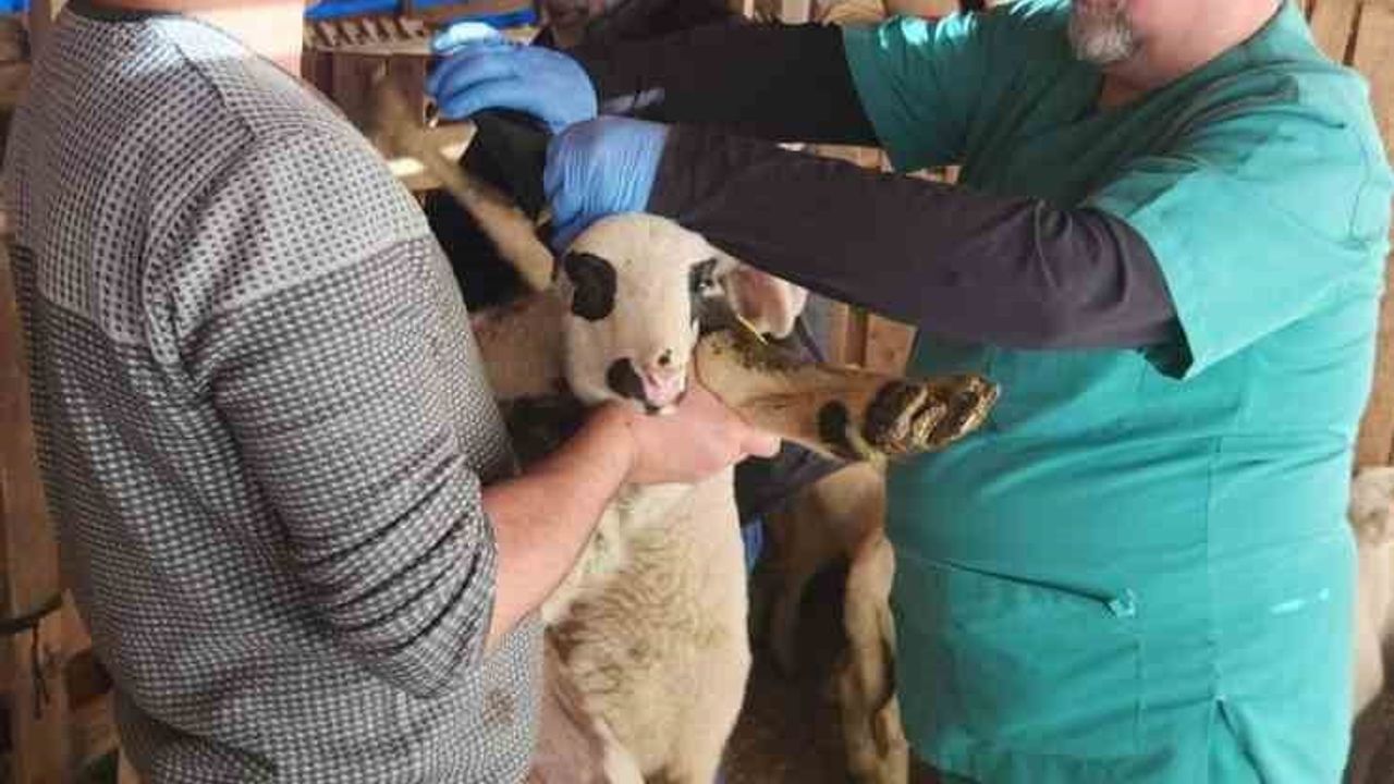 Söke Tarım Müdürlüğü Sazlı’da Kuzularda Küpeleme ve Veba Aşısı