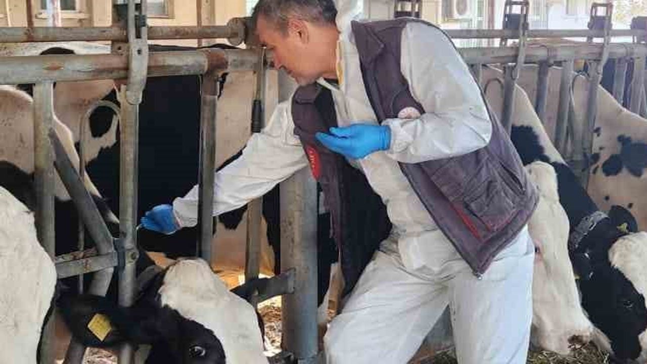 Söke TAYEM’de Tüberküloz ve Brucella Tarama Testleri Yapıldı