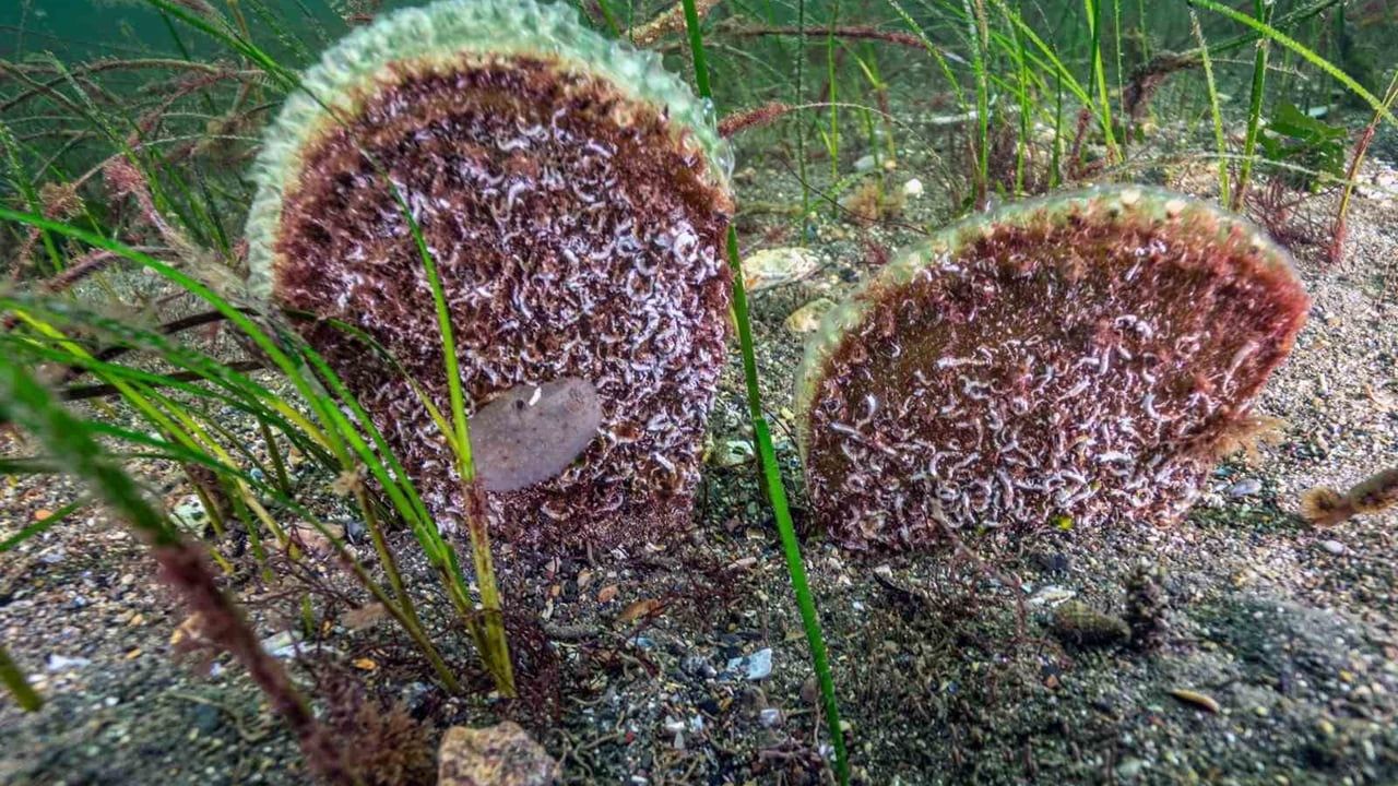 Tahir Büyükakın İzmit Körfezi’nde Dalış: "Pinalar denizin geri dönüşünün müjdecisidir"