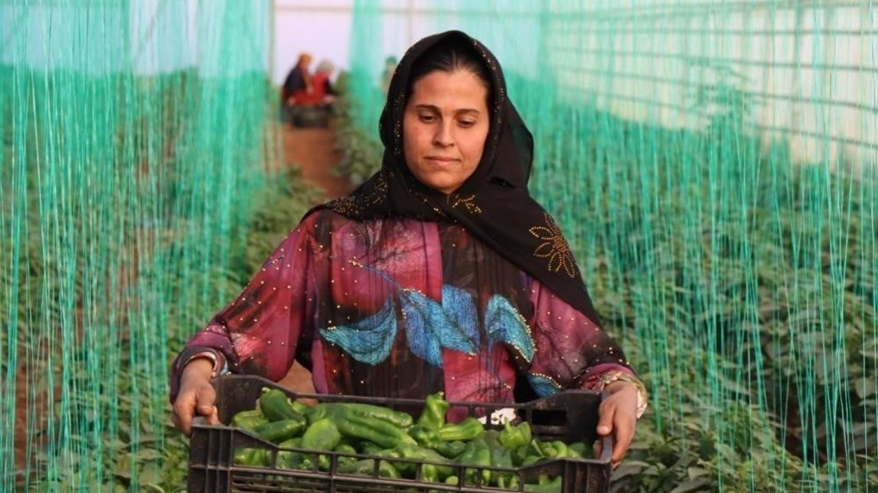 Tarım-GFE Kasım 2025: Yıllık %34,24 Artış