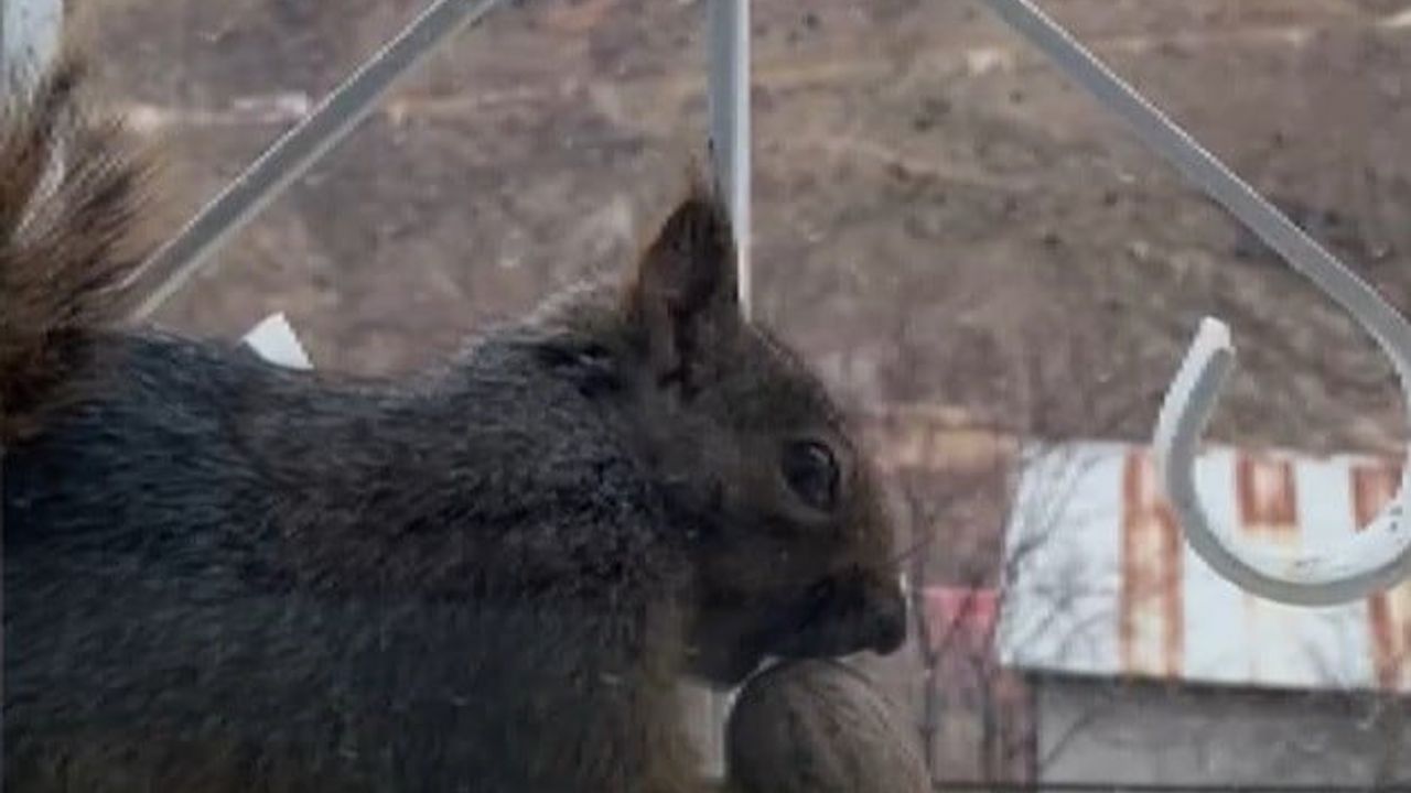 Taşdibi Mahallesi'nde Aç Kalan Sincaplar Pencerelere Konuyor