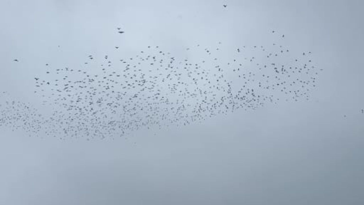 Tatvan'da kış ortasında kuş akını: Van Gölü sahillerinde binlerce kuş