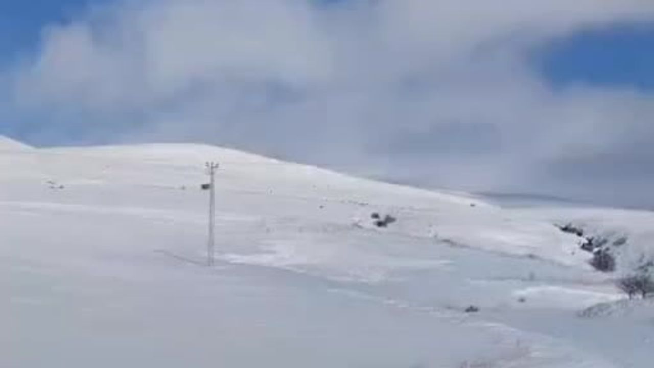 Tatvan'da Onlarca Domuz Karlar Arasında Görüntülendi