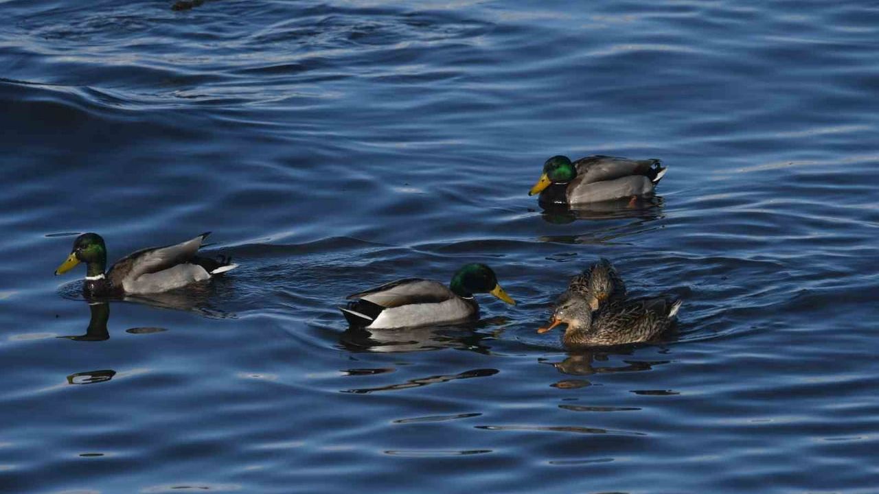 Tatvan Sahilinde Yeşilbaş Ördeklerin Görsel Şöleni