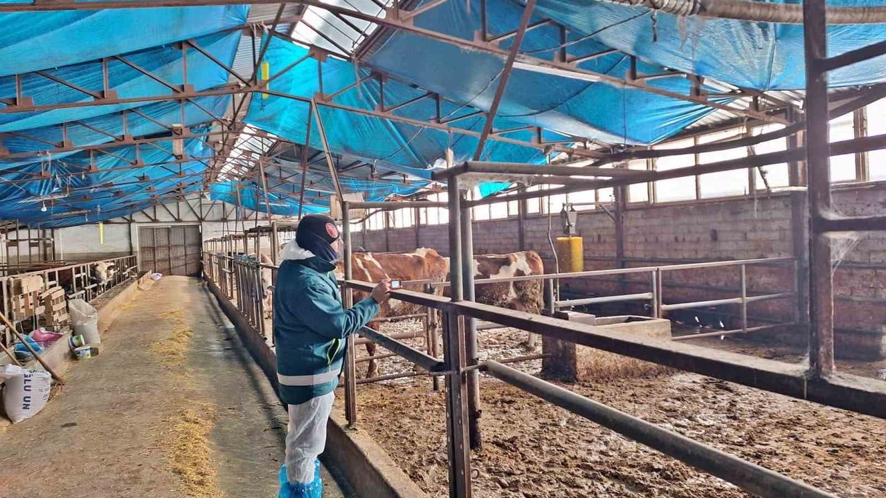 Tavşanlı'da 2026 Besilik Hayvan Kapasite Tespit Çalışmaları Devam Ediyor