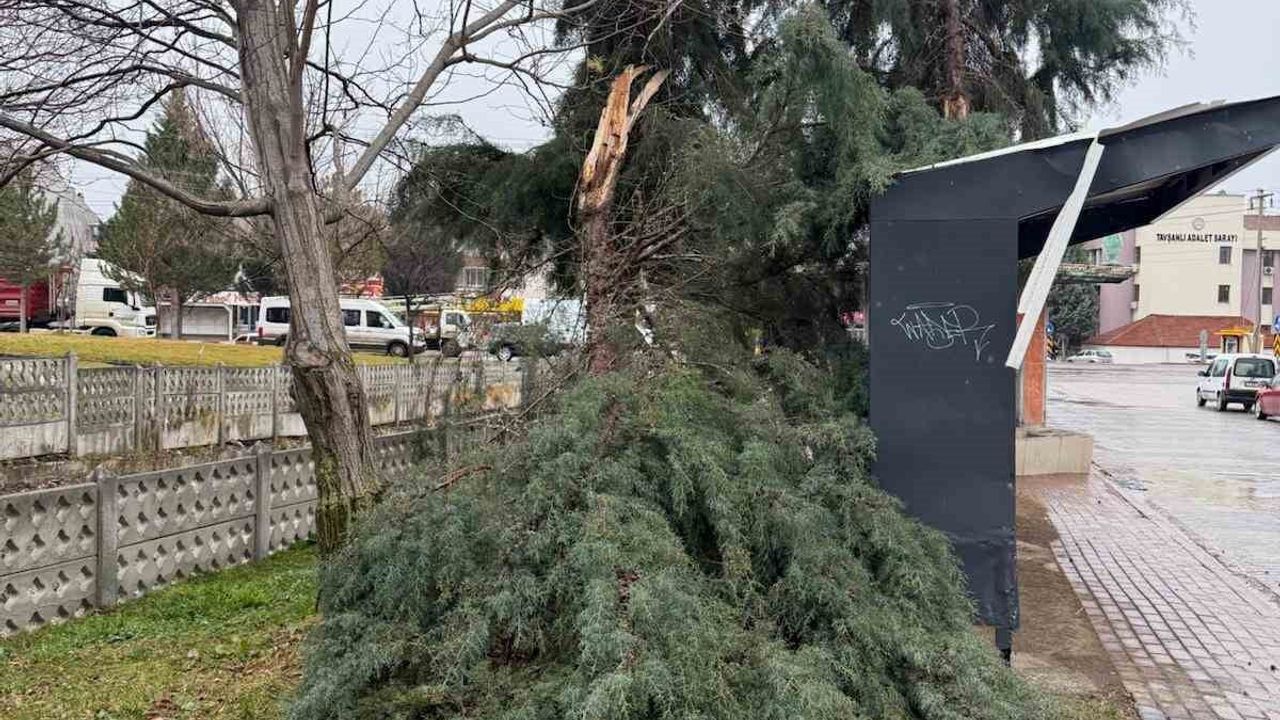 Tavşanlı'da Şiddetli Rüzgâr: Tuna Sokak'ta Ağaç Devrildi