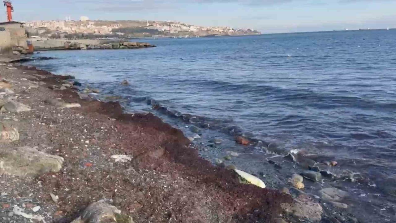Tekirdağ'da Lodos Kıyılarda Kırmızı Yosun Birikimine Yol Açtı