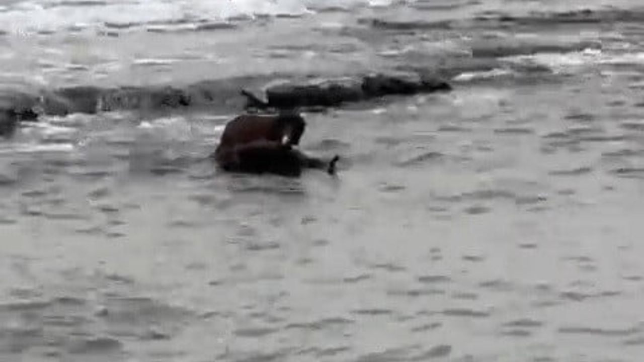 Tekirdağ'da Nesli Tehlike Altındaki Su Samuru Sahilde Görüntülendi