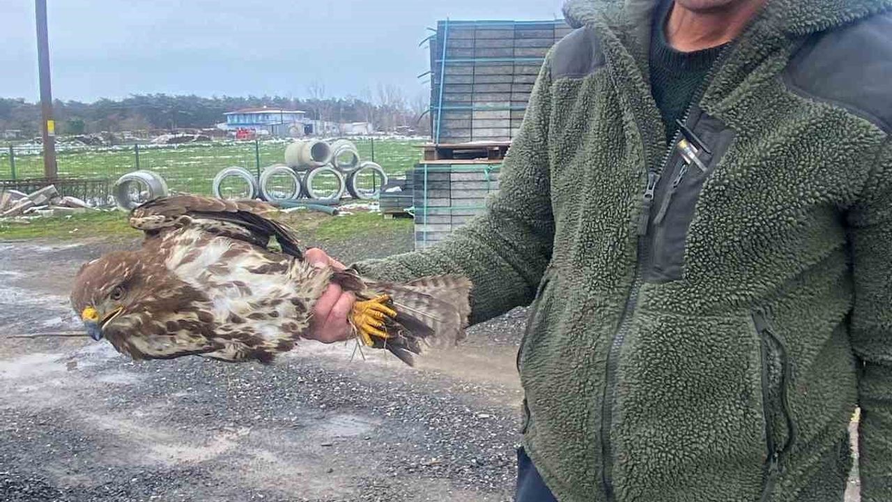 Tekirdağ Muratlı'da Yaralı Şahin Koruma Altına Alındı