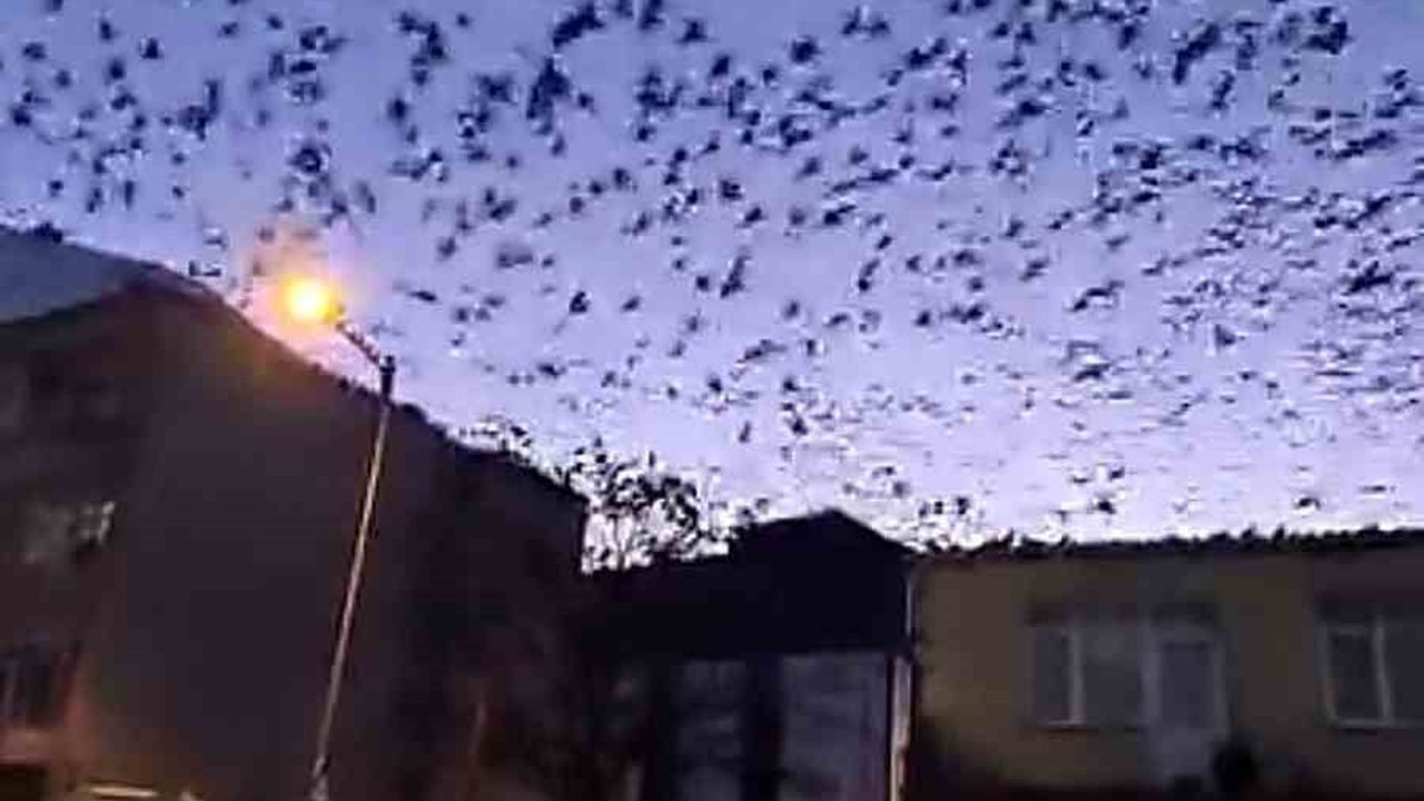 Tekirdağ Muratlı'da Yüzlerce Kuş Gökyüzünü Kapladı