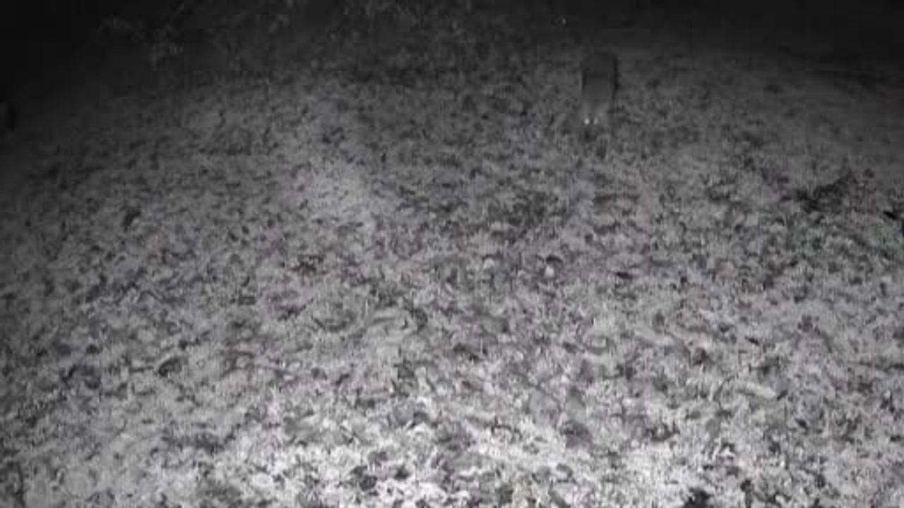 Terkos Gölü'nde Gece Sürprizi: Karavan Kamerası Kurt Görüntüledi