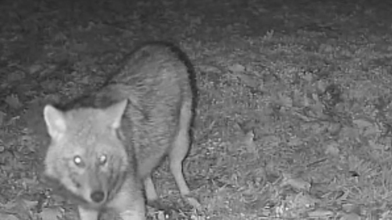 Terkos Gölü'nde Gece Sürprizi: Karavan Kamerasına Yansıyan Kurt