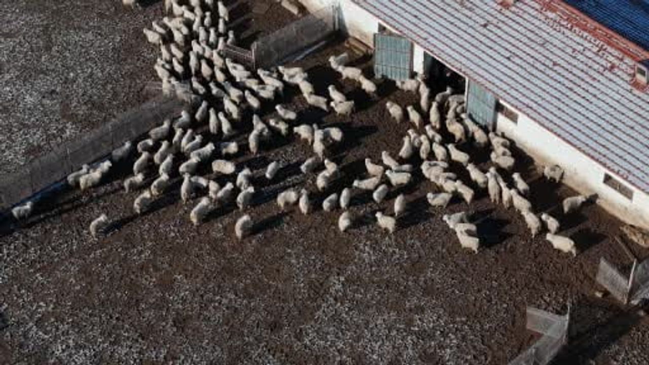 TİGEM Anadolu Tarım İşletmesi bin 200 Ankara keçisini koruyor; 550 ile 600 oğlak bekleniyor