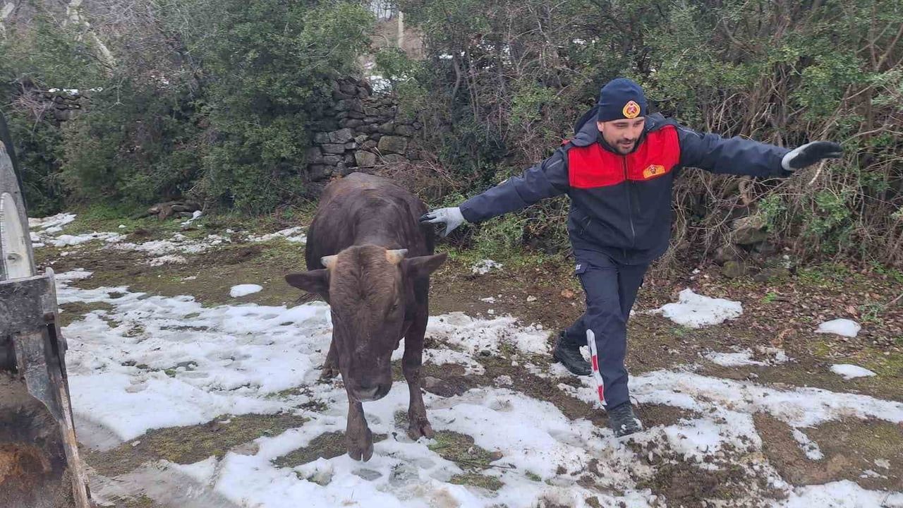 Tokat Niksar'da Su Kuyusuna Düşen İnek İtfaiye Tarafından Kurtarıldı