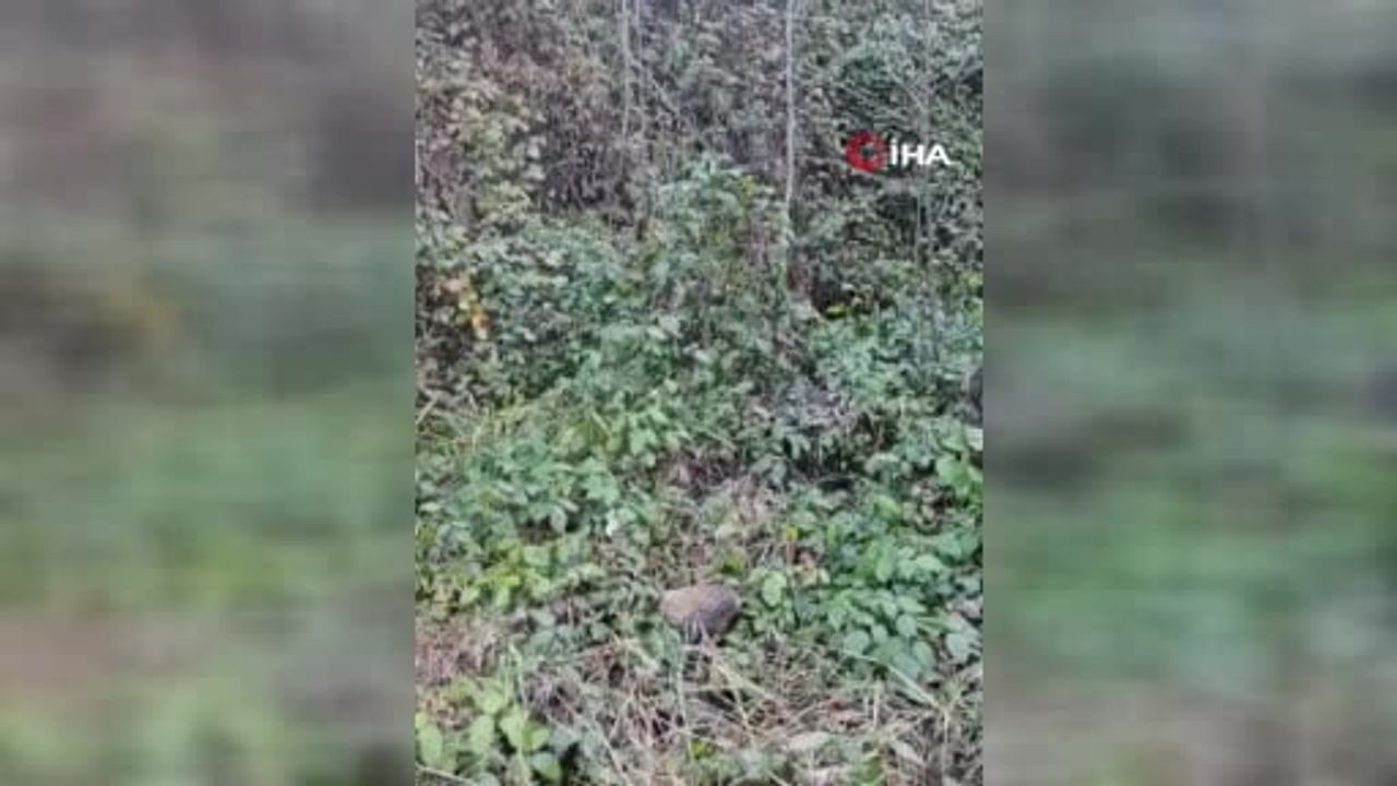 Trabzon'da Domuz Saldırısı: Avcı Hasan Hacıhamzaoğlu Yaralandı