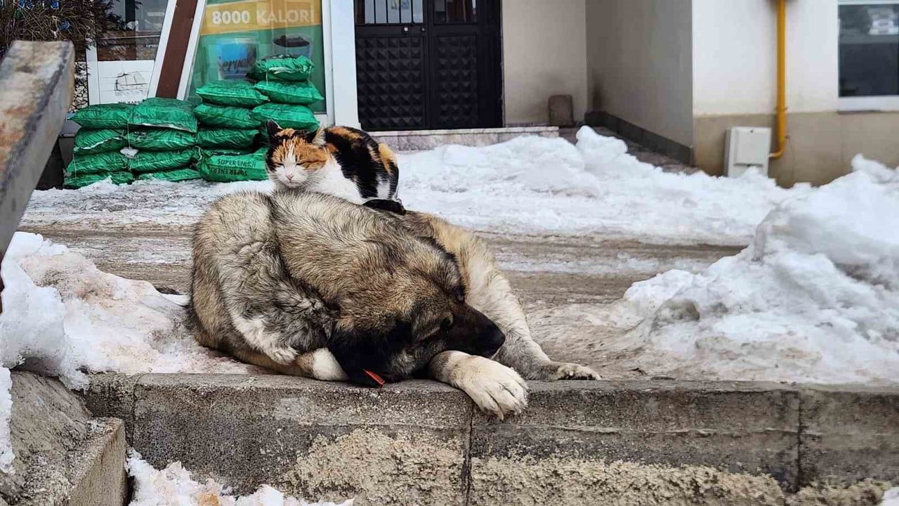 Tunceli'de Kedi ile Köpeğin Sıcak Dostluğu