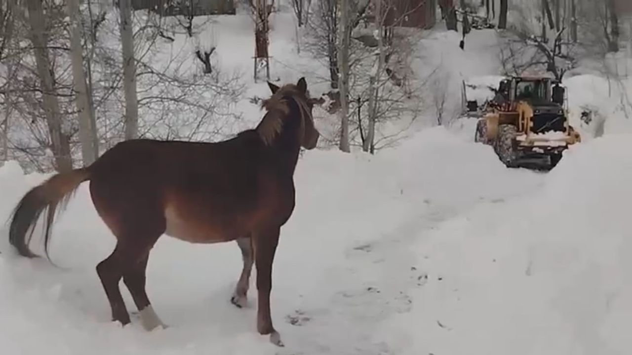 Türkiye-İran Sınırında 2 At Kurtarıldı — Hakkari'de Zorlu Operasyon