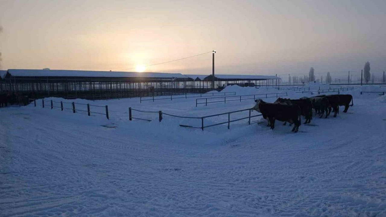 Türkiye'nin En Büyük Hayvan Pazarı Şarkışla'da Kar Nedeniyle Kapatıldı
