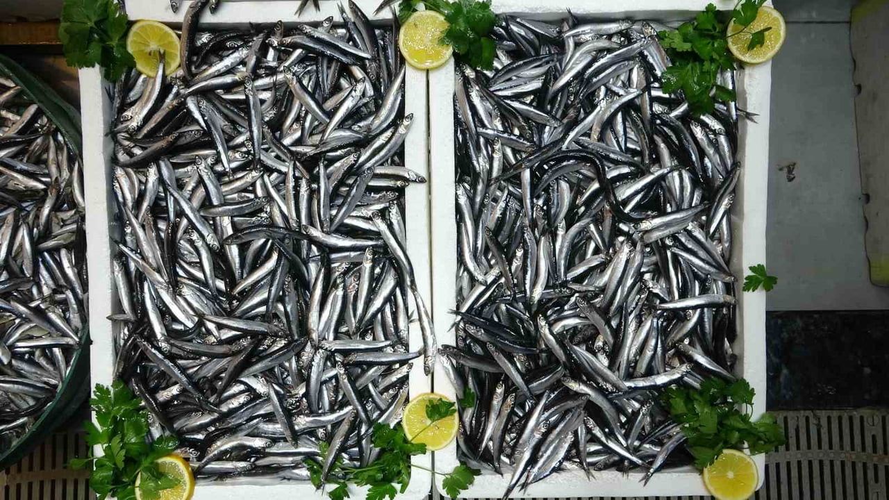 Türkiye'nin Hamsi İhracatı Avrupa'ya Kaydı: Belçika, Fransa, Almanya İlk Sırada