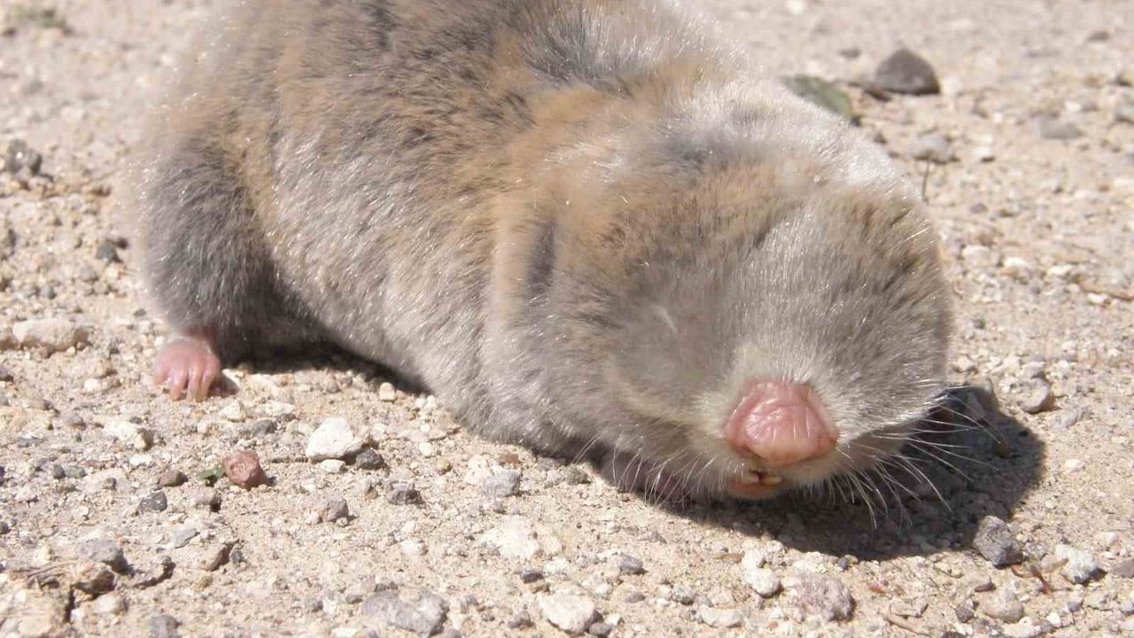 Üç Yeni Endemik Fare Türü Keşfedildi — Niğde Ömer Halisdemir Üniversitesi
