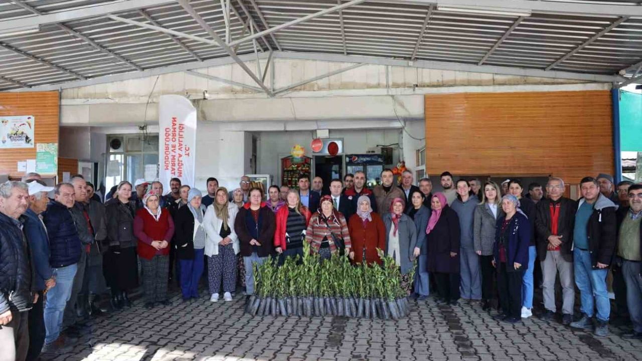 Ula’da 31 bin defne fidanı üreticilere dağıtıldı