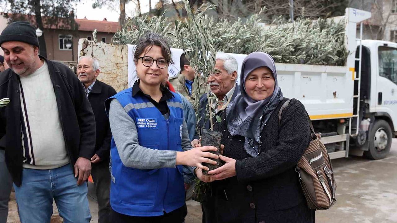 Ula'da zeytin ve ceviz fidanı desteği — 'Her Kapıda Bir Fidan'