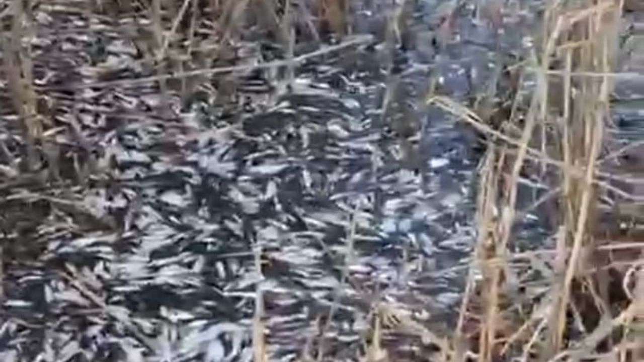 Uluabat Deresi'nde Binlerce Balık Ölü Bulundu
