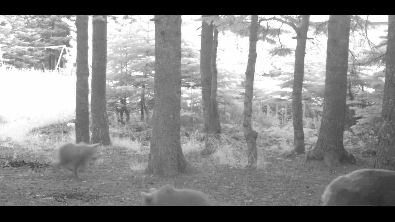 Uludağ'da Fotokapana Yakalanan Yavru Bozayı Ailesinin Peşinden Zıplayarak Koştu