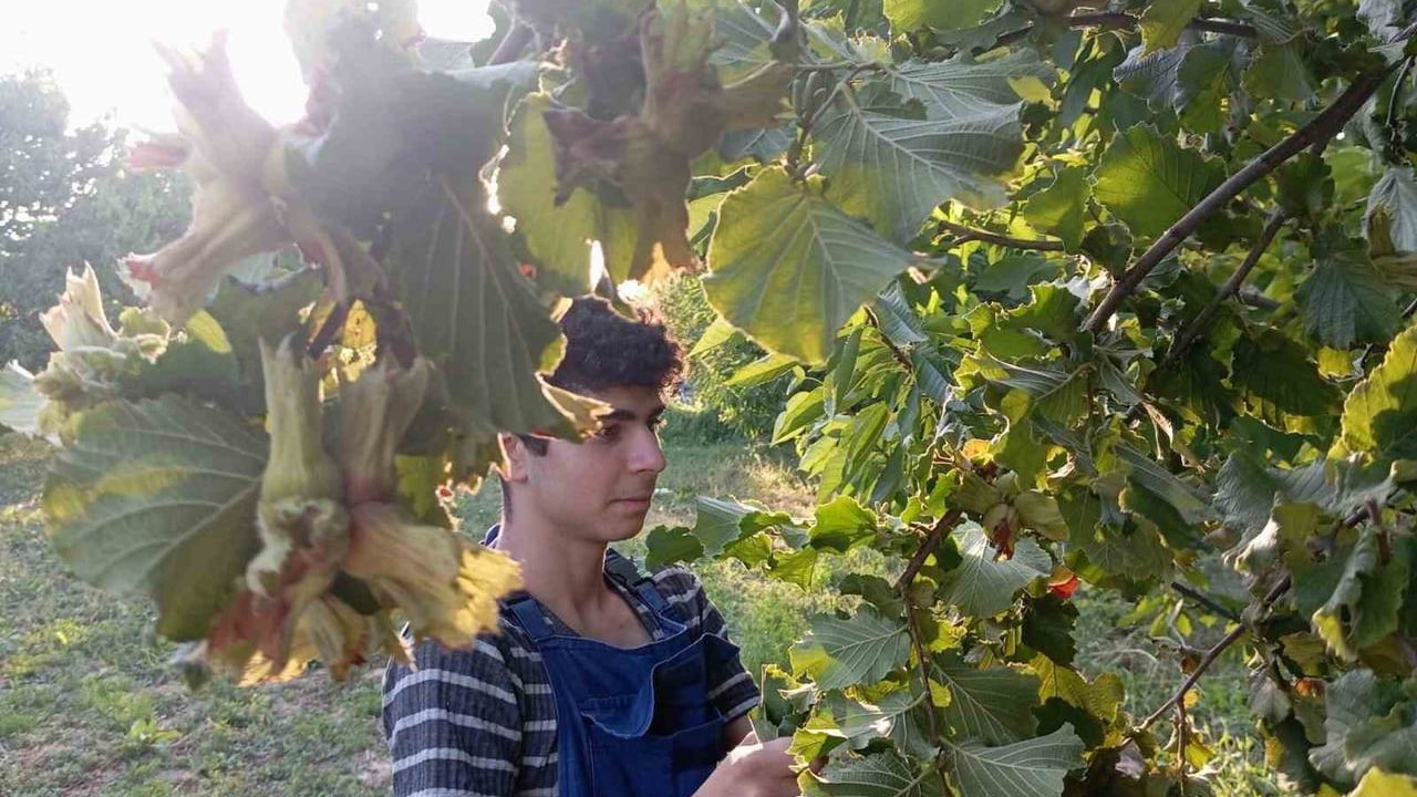 Uludağ Fındığı Destek Bekliyor: İnegöl'de 4 Bin Dekar Üretim, 30 Bin Dekar Hedef