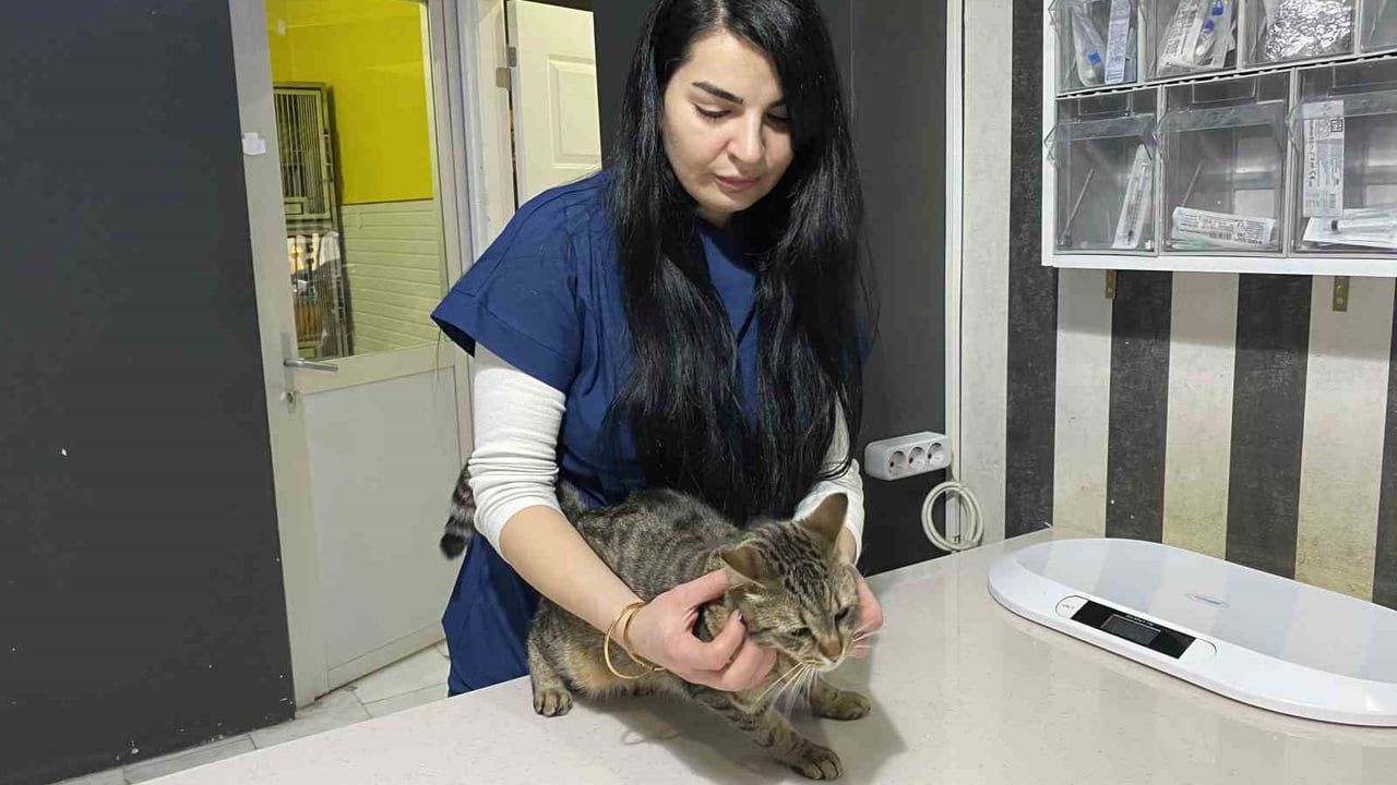 Uzman Veteriner Tuğçe Kara: 'Tüyü Var Üşümez' İnanışı Yanlış — Kışta Hayvan Sağlığı