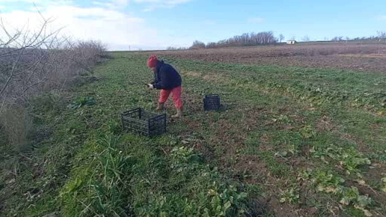 Uzunköprü’de İlter Ailesi: 4 Mevsim Tarlada Çocuklara Gelecek