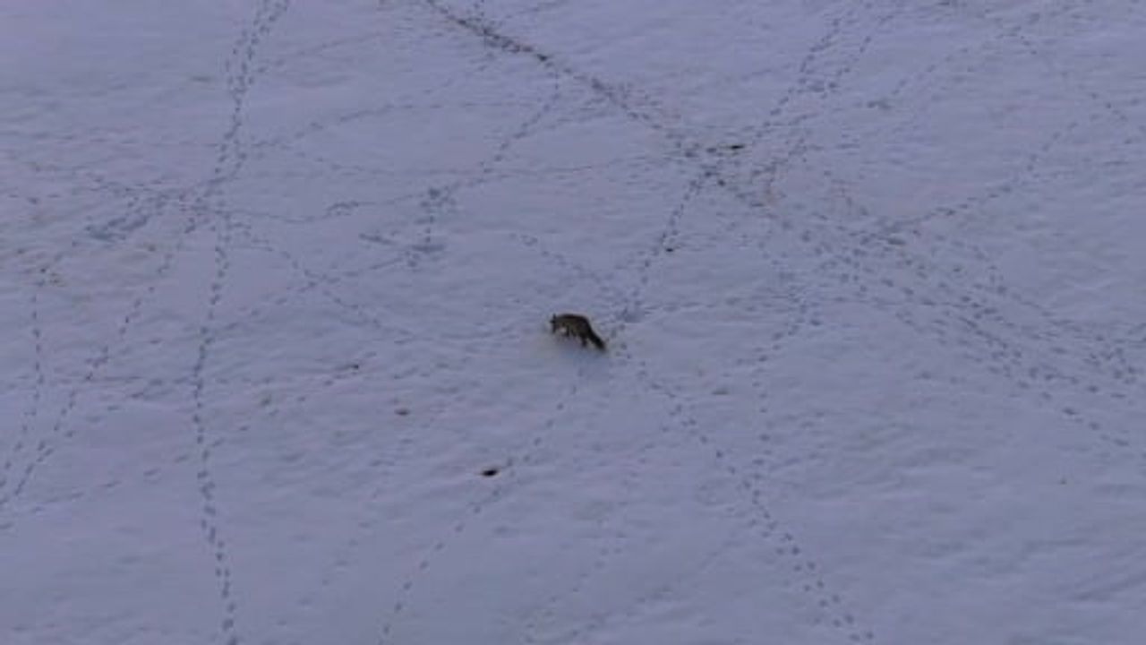 Van'da Tilkilerin Kar Altındaki Fare Avı Kamerada