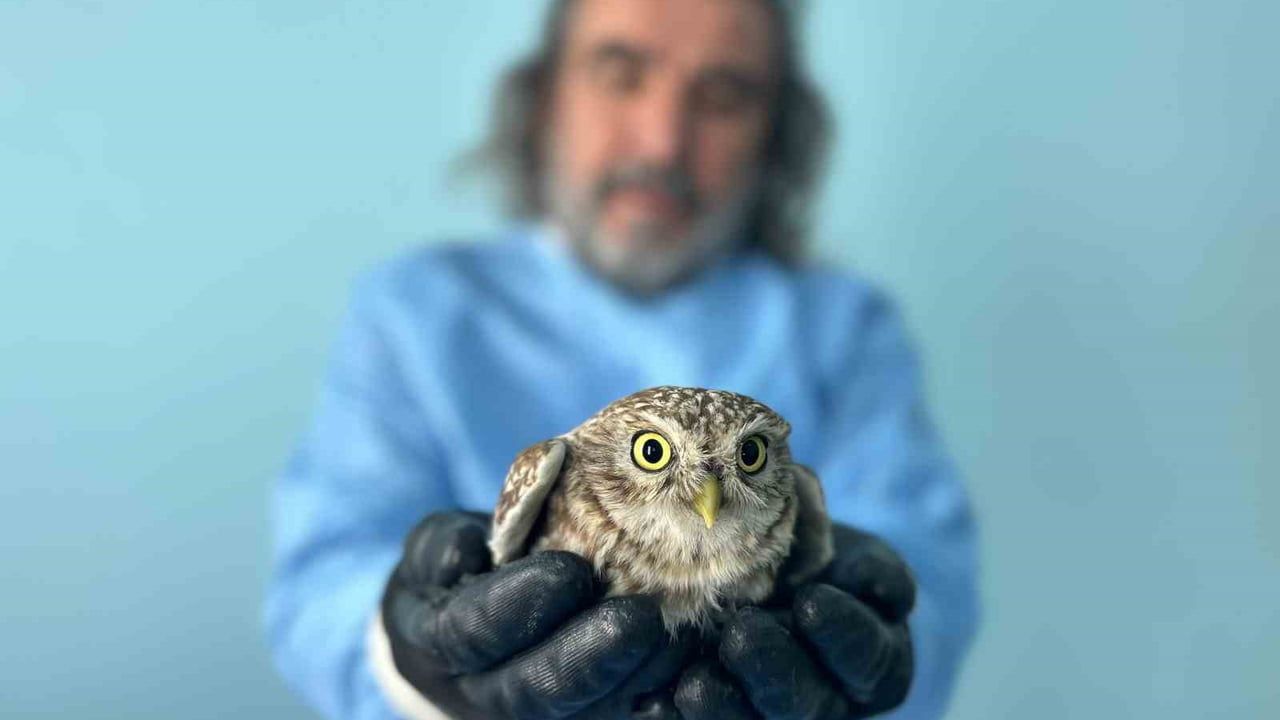 Van'da Yaban Hayvanlarına Şefkat: YYÜ Rehabilitasyon Merkezi