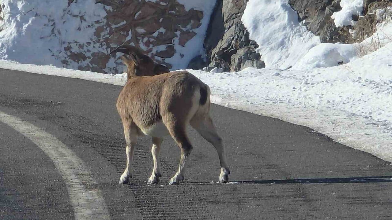 Vauk Dağı'nda Dağ Keçileri Yol Kenarında Görüntülendi