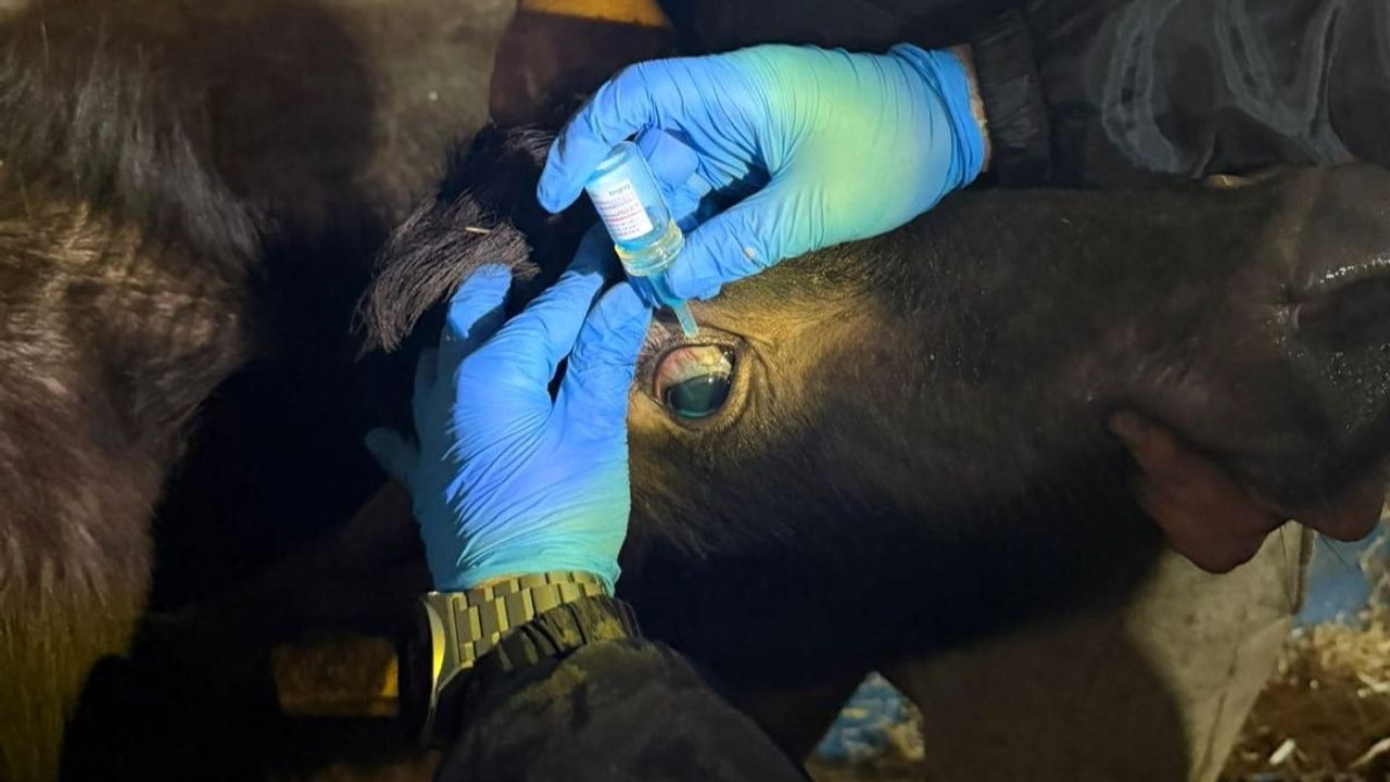 Vize'de Büyükbaşlara Brucella Aşısı Devam Ediyor