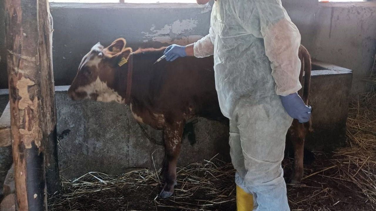 Yalova'da 2025'te Hayvan Sağlığı: Kayıt, Kimliklendirme ve Aşılamada Son Rakamlar